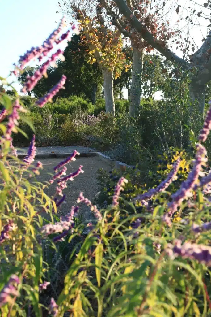 Terrain de pétanque et fleurs de sauge au soleil d'automne Sauge violette floue au premier plan devant un terrain de pétanque ensoleillé et des platanes aux couleurs d'automne.
